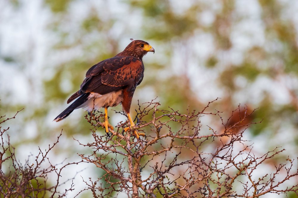 Harris hawk perched on a thorny bush branch at Santa Clara Ranch in South Texas during last light, Wildlife, McCook, USA.