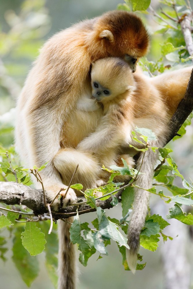 Golden monkey mother embraces baby while sitting on a tree branch in a natural forest environment, Shaanxi Province, China.