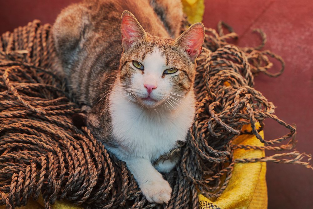 Street Cat resting on coiled rope, Lifestyle, Landscape, Culture, Marrakech, Marrakesh-Safi Region, Morocco.