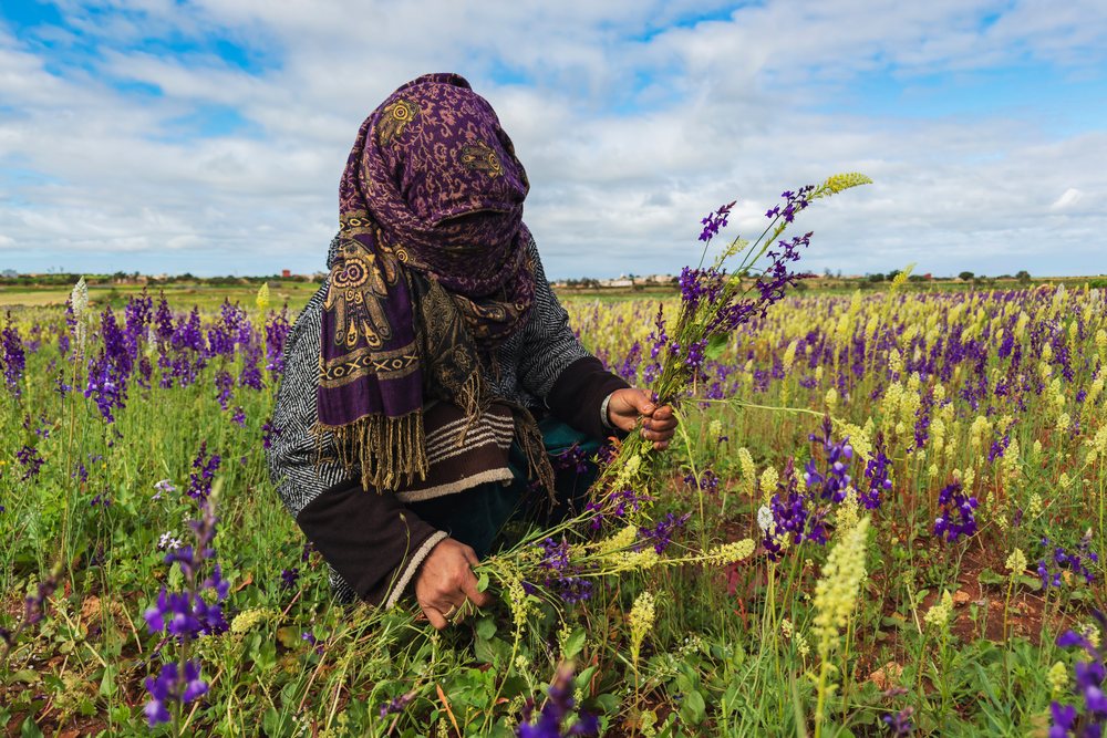 Woman wearing scarf and clothing picking wild yellow and purple flowers in a field, Landscape, Lifestyle, Oulad M'rah, Safi Province, Morocco.