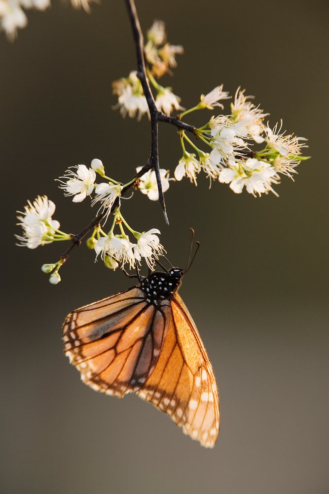 Monarch butterfly with orange and black wings feeds on white flowers growing on a branch outdoors, wildlife, Texas, USA.