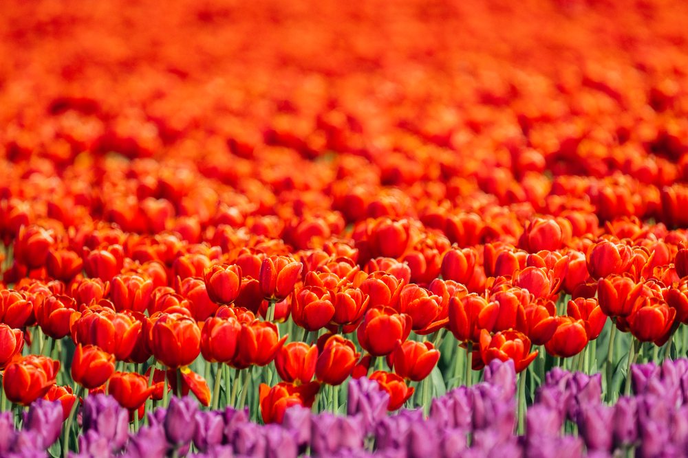 Large field of blooming red and purple tulips with green stems outdoors, USA.