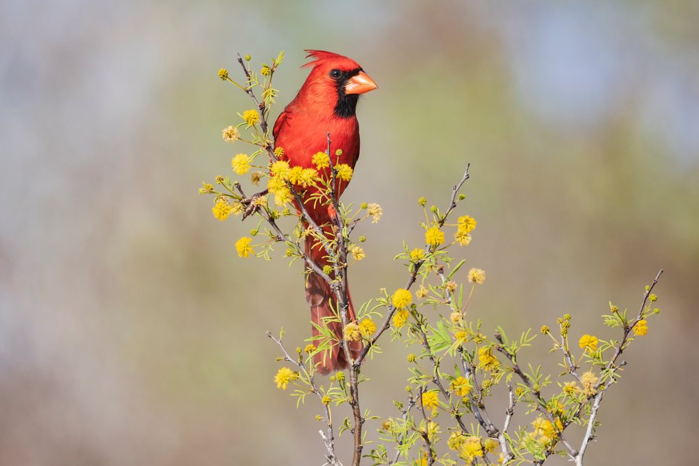 Northern Cardinal perched on a branch of a flowering Huisache bush, Wildlife, McCook, Texas, USA.