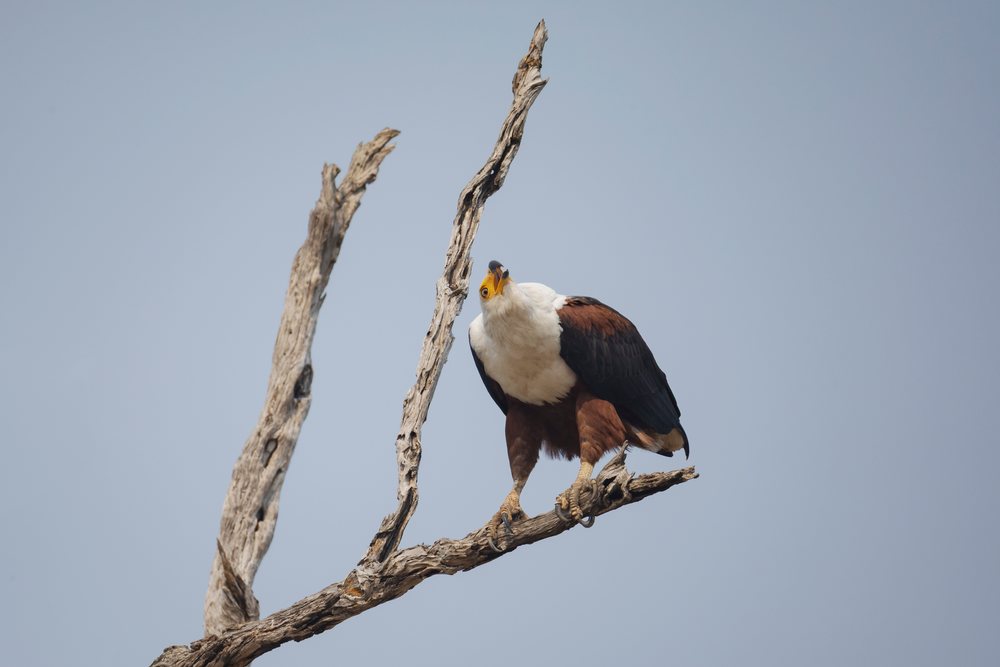 African fish eagle perched on a dead tree branch and calling, Wildlife, Mfuwe, South Luangwa National Park, Zambia.