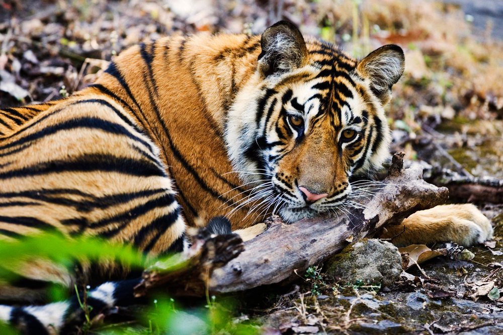 Tiger resting its head on a branch on the forest floor among leaves and rocks.
