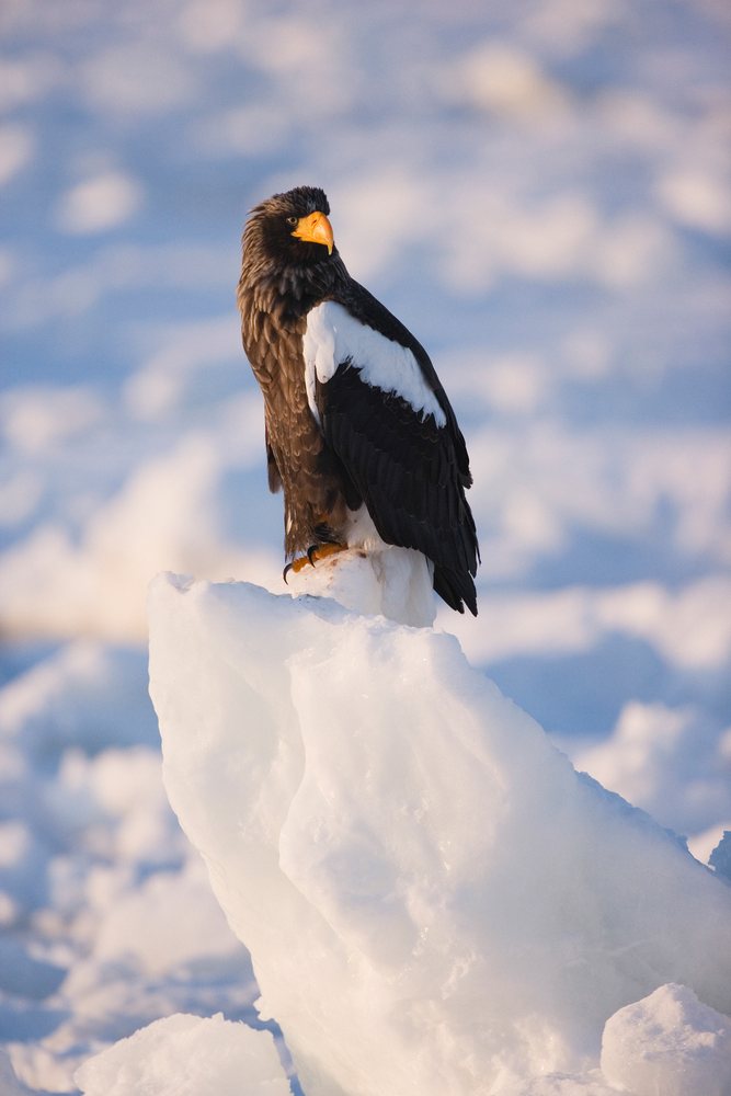 Steller's sea eagle perched on ice in a snowy winter landscape, Japan, Asia.