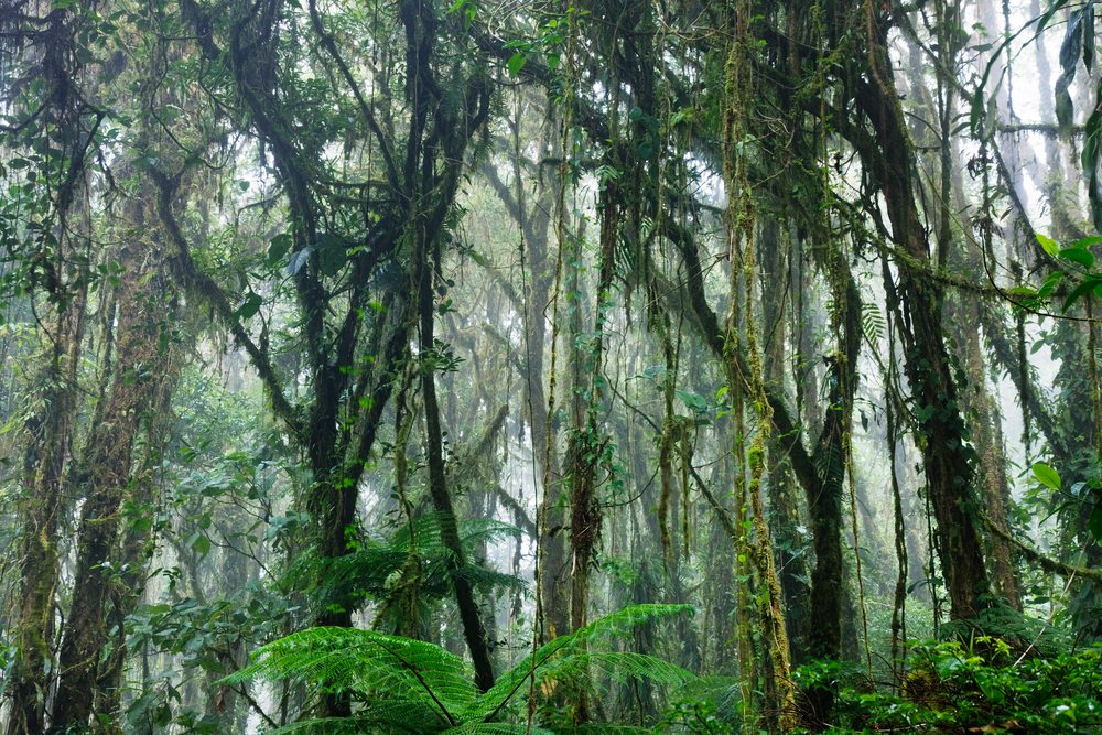 Cloud forest with moss-covered tall trees, vines, and lush tropical plants enveloped in fog, Santa Elena, Costa Rica.