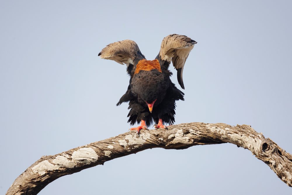 Bataleur bird with black feathers and orange neck stretches its wings while perched on a curved tree branch, Wildlife, Mfuwe, South Luangwa National Park, Zambia.