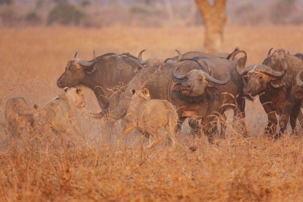 Lions hunt a cape buffalo herd in the dry savannah grass of South Luangwa National Park, at sunset, Wildlife, Mfuwe, Zambia.