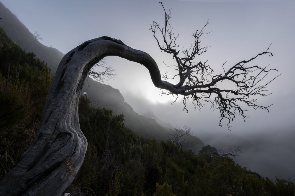 A twisted dead tree with barren branches stands on a fog-covered mountainside surrounded by lush shrubs, Madeira Island.
