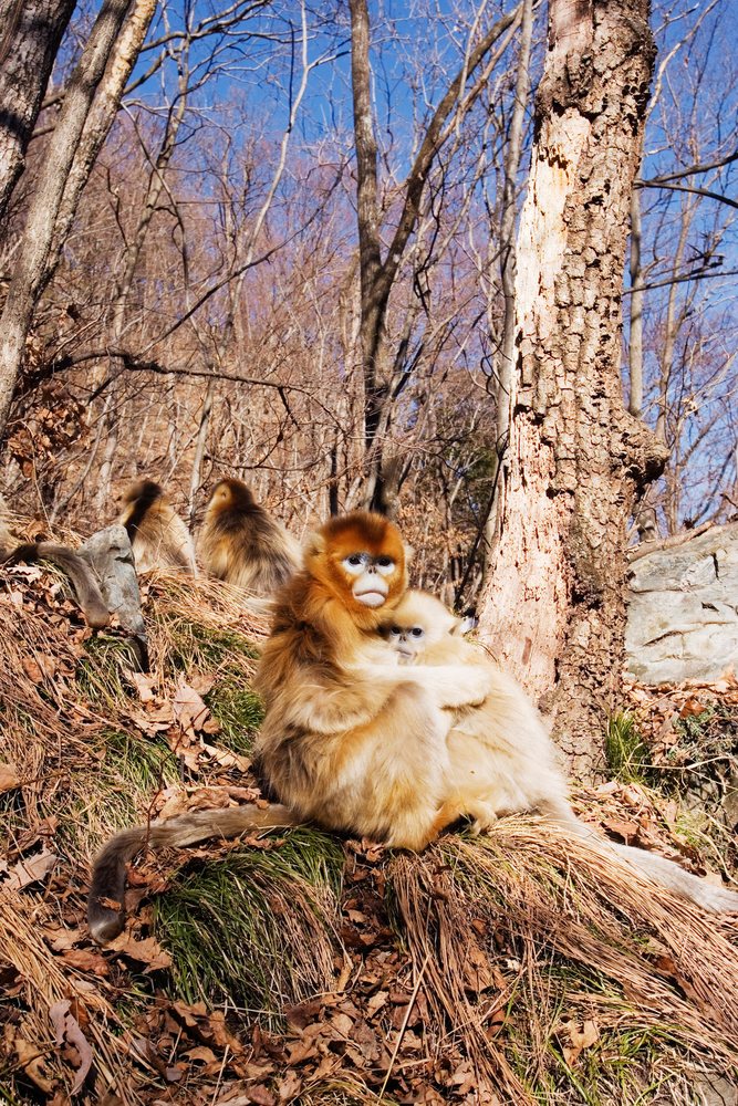 Family of golden monkeys sits together on the forest floor, Shaanxi Province, China.