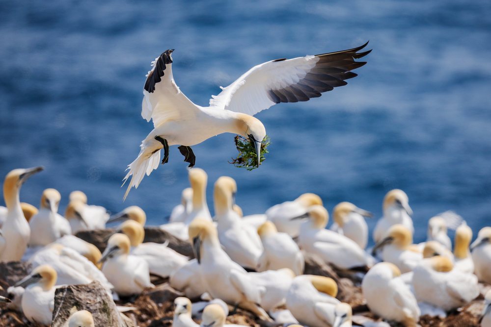 Northern gannet flies over a seabird colony, carrying nesting material in its beak, Landscape, Cityscape, Lifestyle, Cape St Mary's Park Reserve, Newfoundland & Labrador, Canada.