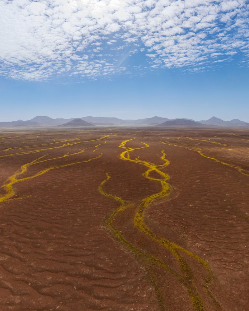 Devil's Thorn plants create river-like patterns across the arid te Gravel Plains in Namibia's Kunene Region under a partly cloudy blue sky, landscape, wildlife.