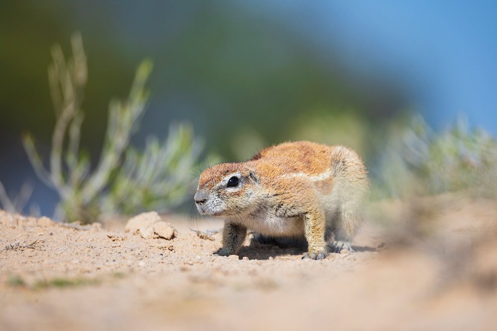 African Ground Squirrel stands on sandy soil with sparse vegetation at Kalahari Research Center, Wildlife, Vanzylsrus, Northern Cape, South Africa.