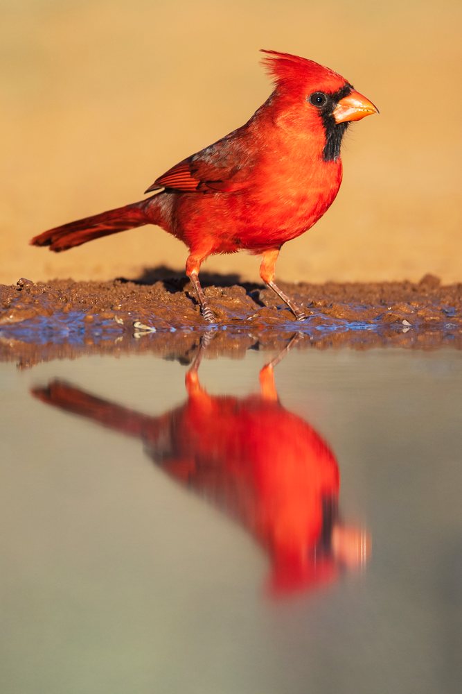 Northern cardinal bird with bright red plumage standing on muddy edge of waterhole, reflected in water, Wildlife, McCook, Texas, USA.