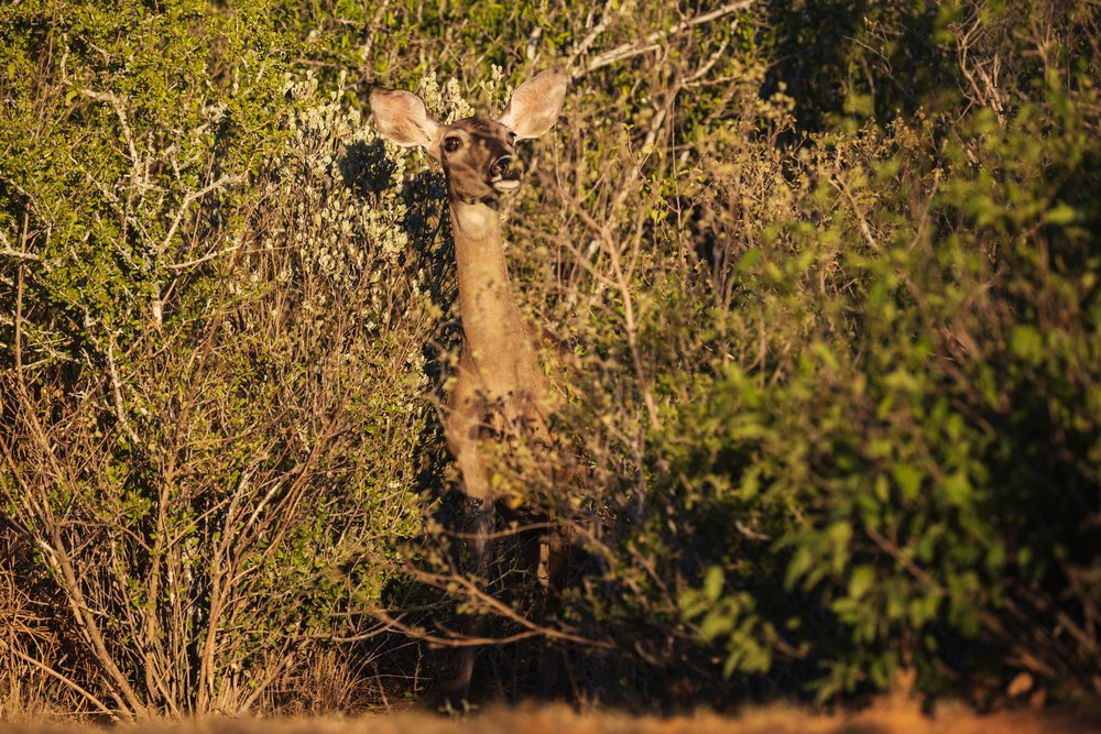 White-Tailed Deer Doe cautiously emerging from dense brush at Santa Clara Ranch, Wildlife, Rio Grande City, Texas, USA.