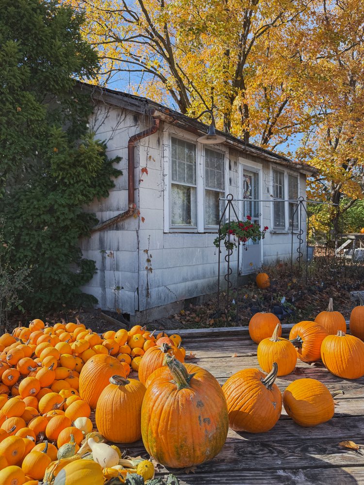 Orange pumpkins of various sizes are displayed on a wooden table outside a white-painted rustic single-story house amid autumn foliage at Engelhart Farms, Americana, Historic, Pacific, Missouri, USA.