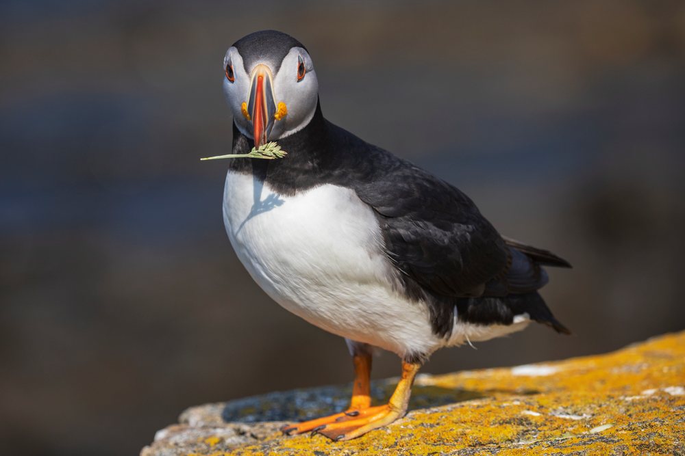 North Atlantic puffin stands on a rock covered with lichen, holding grass nesting material in its beak, Landscape, Cityscape, Lifestyle, Elliston, Newfoundland & Labrador, Canada.