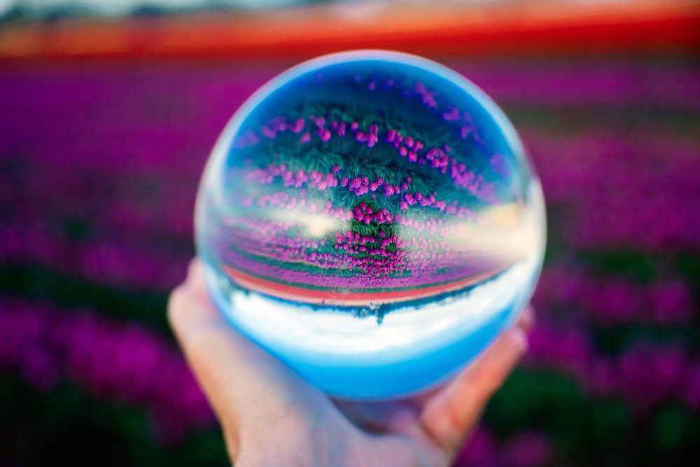 Hand holding a glass ball reflecting an inverted image of a blooming purple tulip field outdoors in spring, WA, USA.