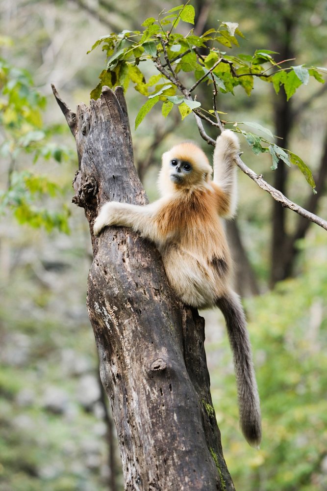 Golden monkey climbs a tree trunk, Shaanxi Province, China.