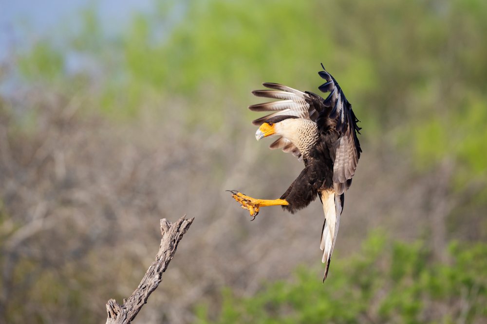 Crested caracara landing with spread wings on a dead tree branch at Santa Clara Ranch in South, Wildlife, McCook, Texas, USA.