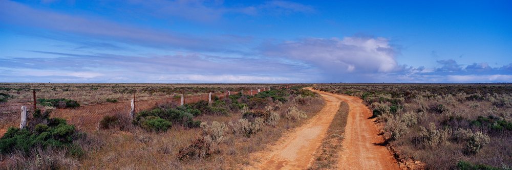 Dirt road runs alongside a dog fence across the shrubland of Nullarbor Plain under a blue sky with clouds.