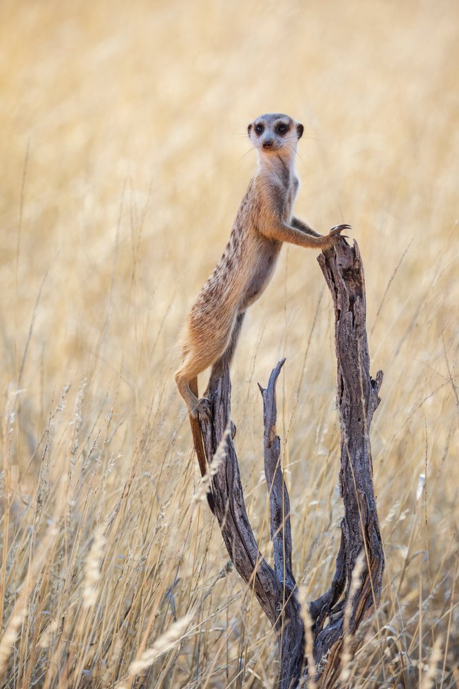 Meerkat sentry standing upright on dry wood amid dry grassland in the Kalahari Desert, Wildlife, Vanzylsrus, Northern Cape, South Africa.