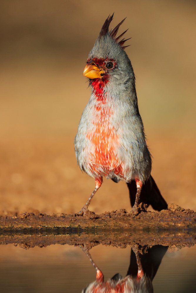 Male Pyrrhuloxia with colorful grey and red plumage stands on brown soil beside water at Santa Clara Ranch, its sharp beak and feather crest reflected clearly, Wildlife, Rio Grande City, Texas, USA.