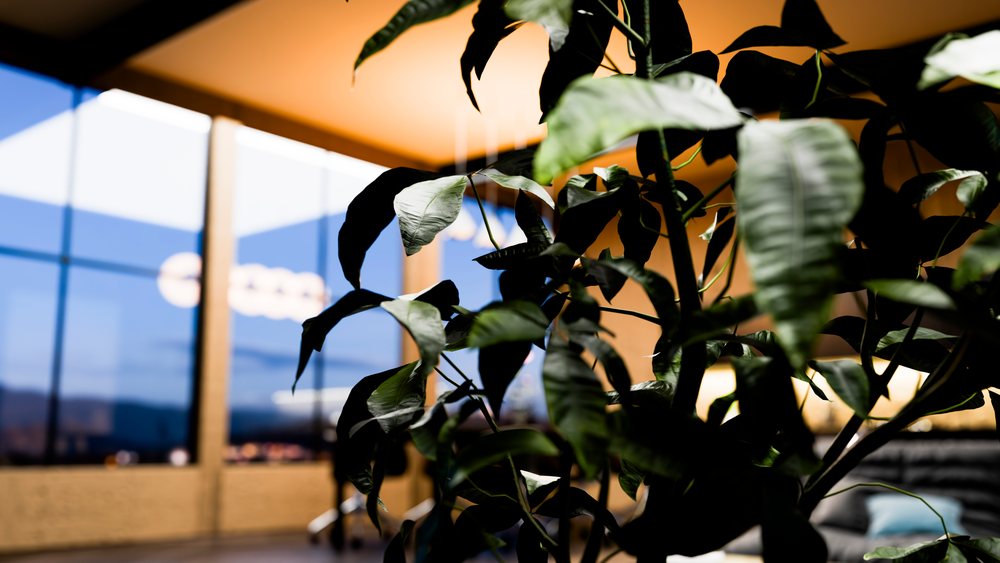 Houseplant with green leaves illuminated by natural light in a modern indoor office space featuring a large window and yellow ceiling.
