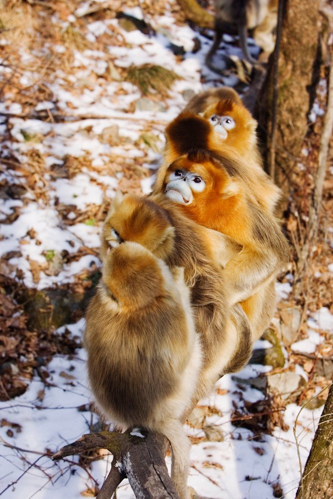 Three golden monkeys cluster on a tree branch in snowy Qinling Mountains forest, Shaanxi Province, China.