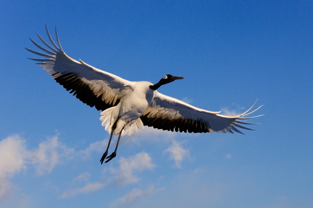 Red-crowned crane flies with wings spread over a clear blue winter sky, Japan, Asia.
