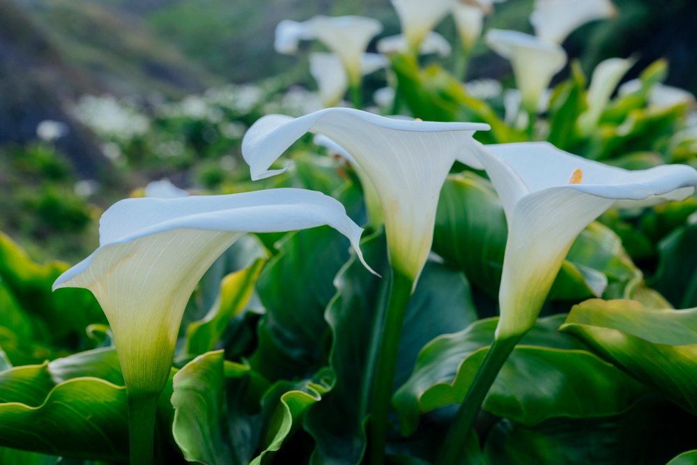 White calla lilies with green leaves bloom naturally outdoors, Garrapata State Park, California, USA.