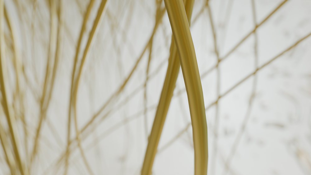 Dry thin branches of a plant with a light background creating a minimalist natural texture.