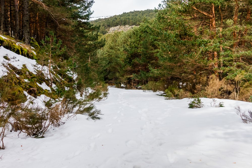 Snow-covered trail winds through a pine forest with footprints visible, set in a mountainous winter landscape, Spain.