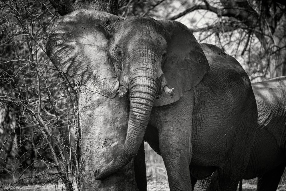 Elephant scratching its body against a Tree in a wildlife habitat, Mfuwe, South Luangwa National Park, Zambia.
