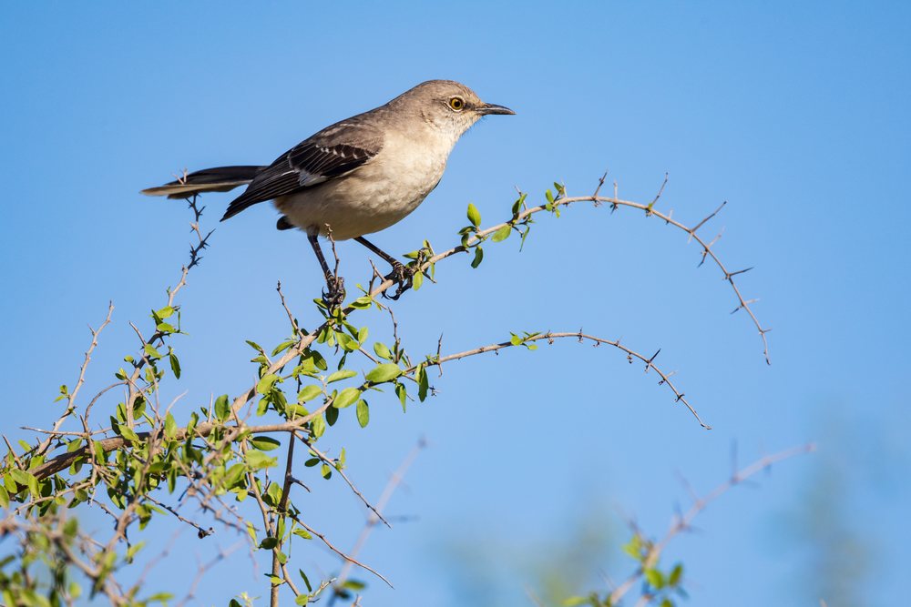Northern Mockingbird perched on a leafy thorny branch against a clear blue sky at Santa Clara Ranch, Wildlife, McCook, Texas, USA.