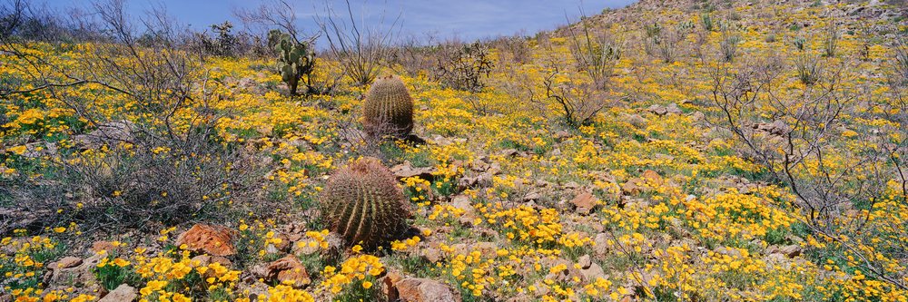 Desert hillside with two barrel cacti and numerous yellow wildflowers on rocky ground under a clear blue sky.