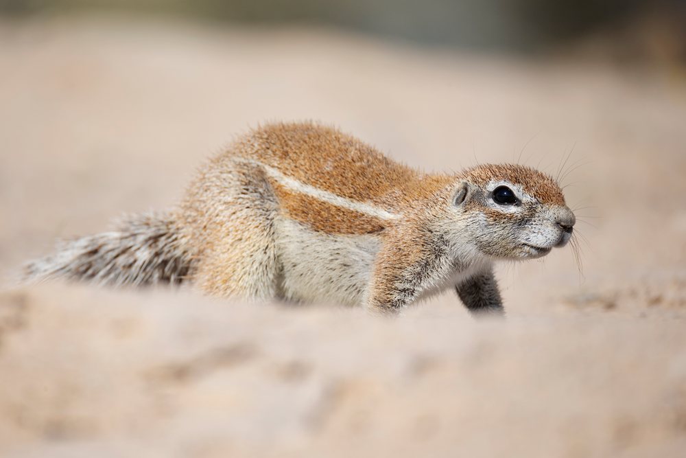 African Ground Squirrel with brown and white fur walking on sand in a desert environment at the Kalahari Research Center, Wildlife, Vanzylsrus, Northern Cape, South Africa.