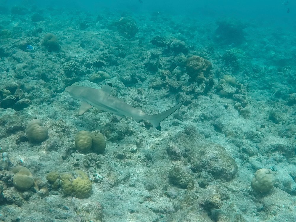 A shark swimming over a coral reef in the clear waters of the, Maldives.