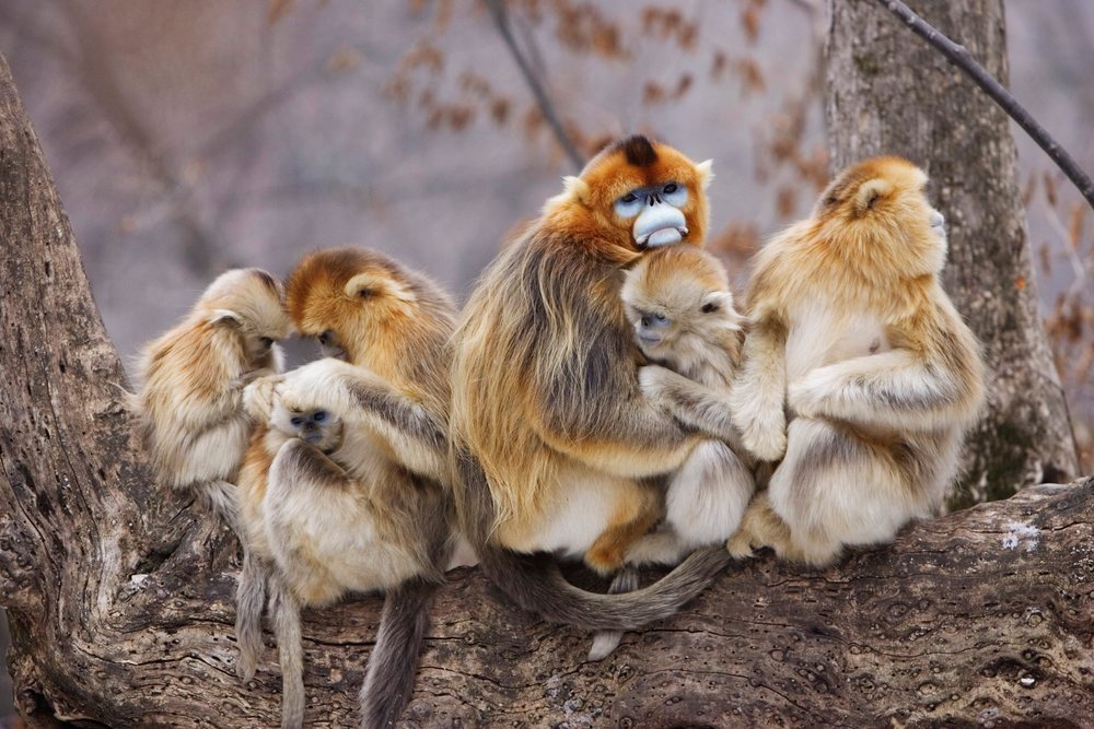 Five golden monkeys sitting together on a tree branch in a natural forest environment in Qinling Mountains, Shaanxi Province, China.