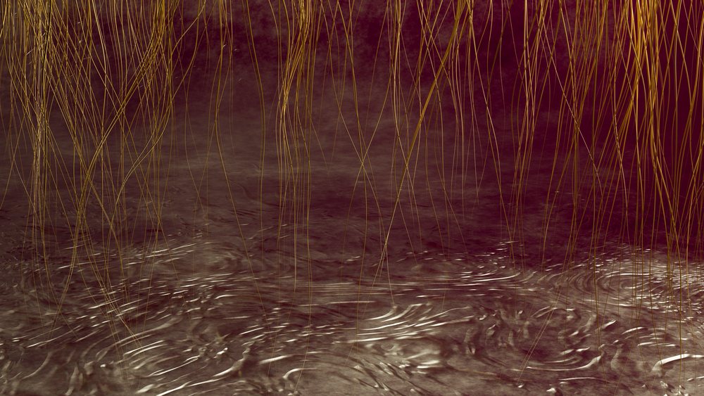Close-up of wet hair strands and scalp with water droplets showing hair texture and moisture.