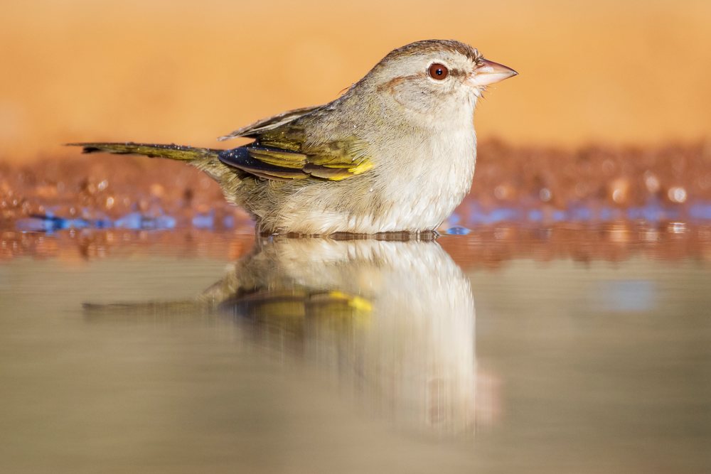 Olive Sparrow bathing in water at santa clara ranch, Wildlife, McCook, Texas, USA.