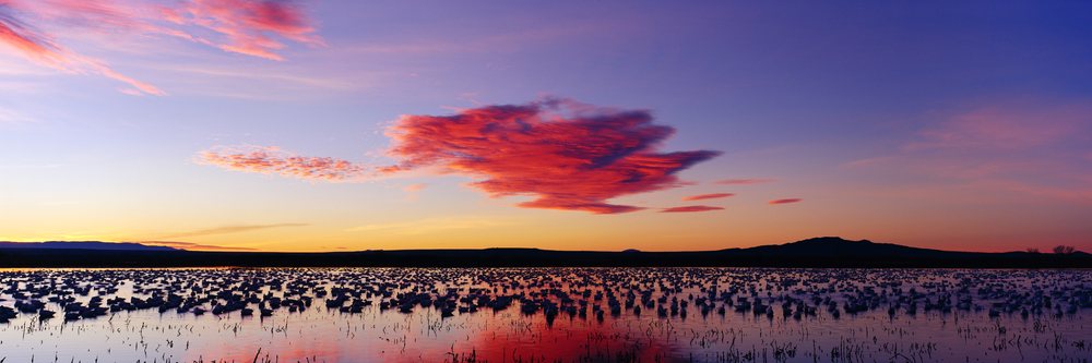 Sandhill cranes gather in a large flock on reflective wetlands at sunset in Bosque del Apache National Wildlife Refuge, New Mexico, Bosque del Apache Sandhill Cranes National Wildlife Refuge New Mexico, USA.