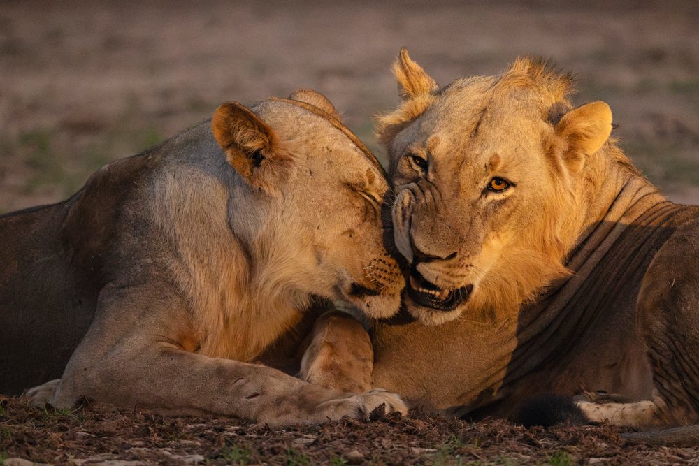 Two lions, a male and a lioness, rest closely together on savanna ground, Wildlife, Mfuwe, Luangwa Valley National Park, Zambia.