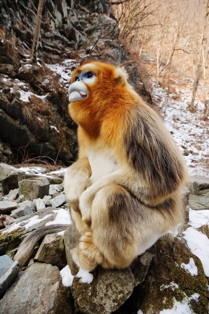 Golden monkey with orange-brown fur sits on a rock amid snowy rocky terrain in the Qinling Mountains, Shaanxi Province, China.
