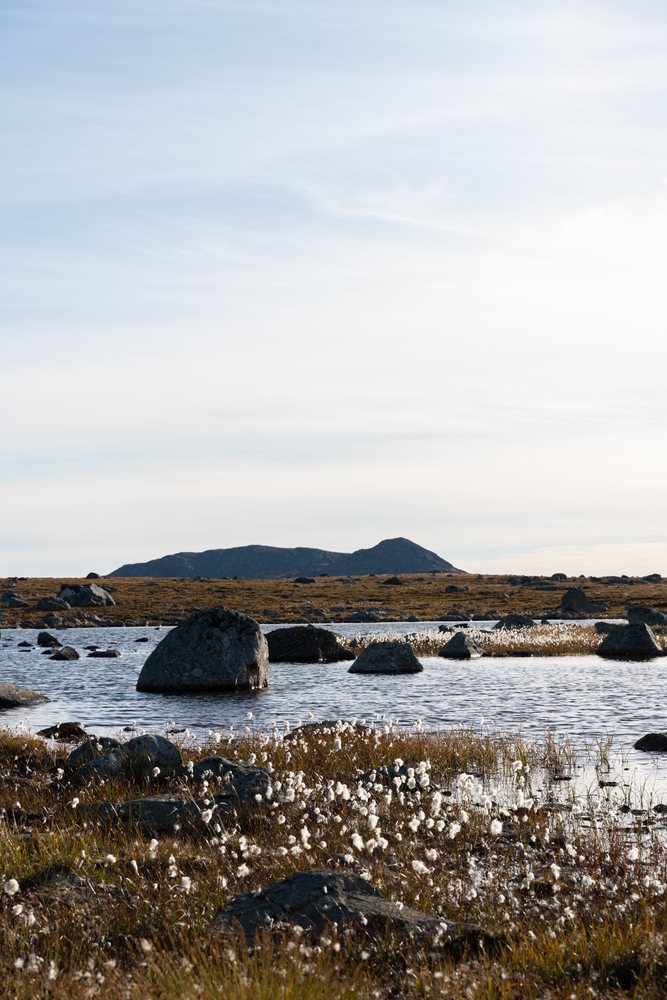 Scenic Norway tundra landscape featuring a lake with shallow waters, large rocks, cotton flowers, and a distant mountain under a partly cloudy sky.