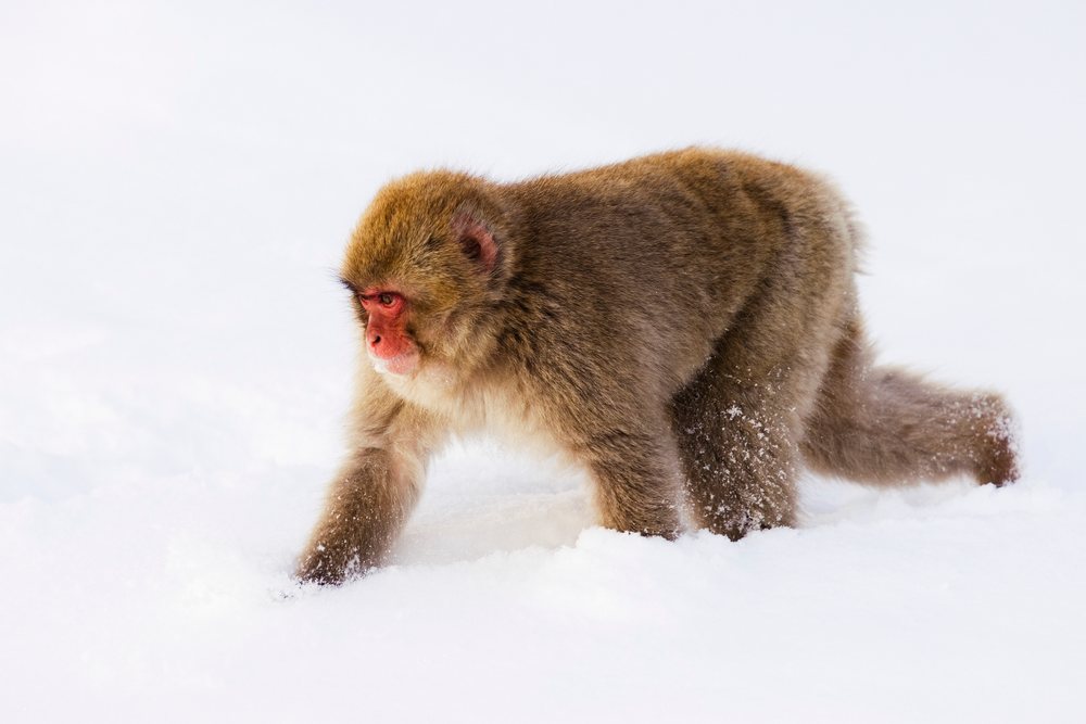 Japanese macaque walking across snow in a winter natural habitat, Japan, Asia.