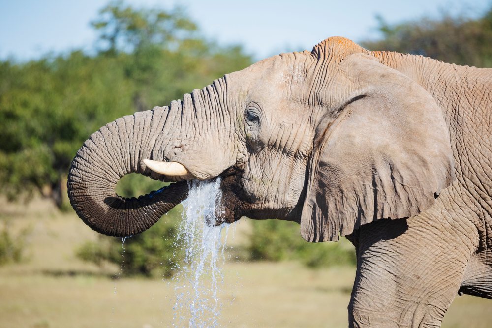 African Elephant drinks water with its trunk in the savannah, landscape, wildlife, Etosha National Park, Kunene Region, Namibia.