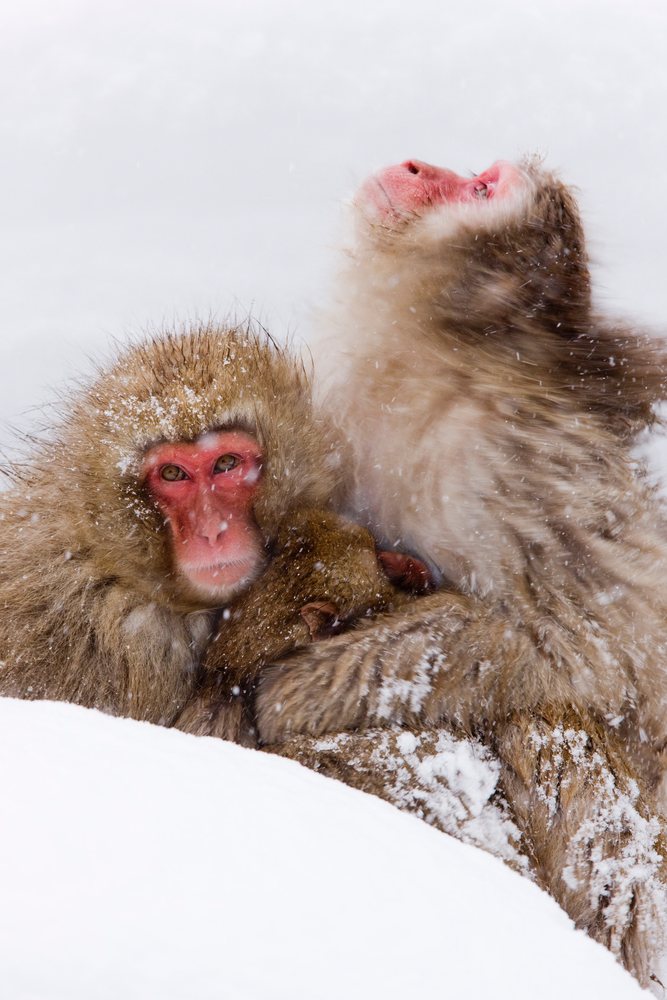 Two Japanese macaques huddle closely together in the snowy terrain of Nagano, with snow falling around them, Japan.