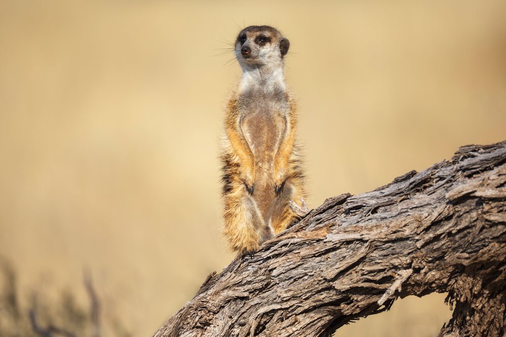 Meerkat stands alert atop a Camelthorn log in the savanna at the Kalahari Research Center, Wildlife, Vanzylsrus, Northern Cape, South Africa.